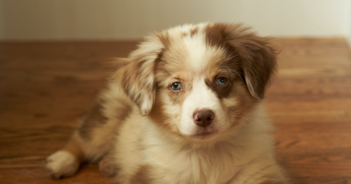 Cute Mini Aussie Poo Puppies for Sale in Poinciana, Florida Seaside Pups